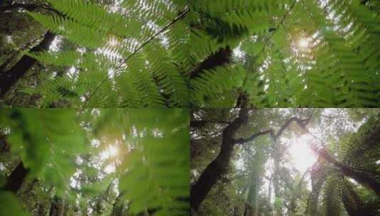 仰拍森林中的植物和树木高清在线视频素材下载