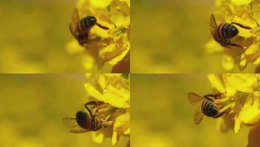 油菜花蜜蜂高清在线视频素材下载