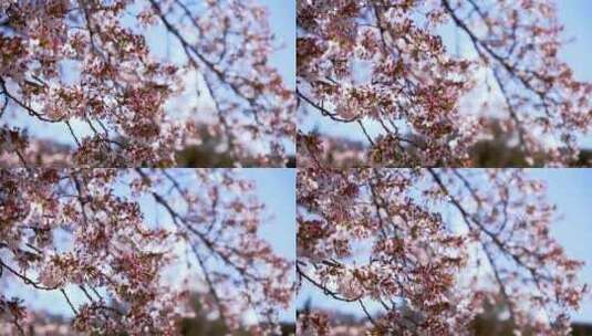 美丽的粉红色樱花在春天盛开高清在线视频素材下载