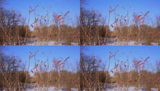 冬天的火焰树高清在线视频素材下载