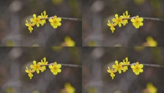 春天盛开的黄色迎春花花朵特写高清在线视频素材下载