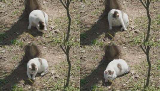 春天公园里可爱的猫咪流浪猫高清在线视频素材下载