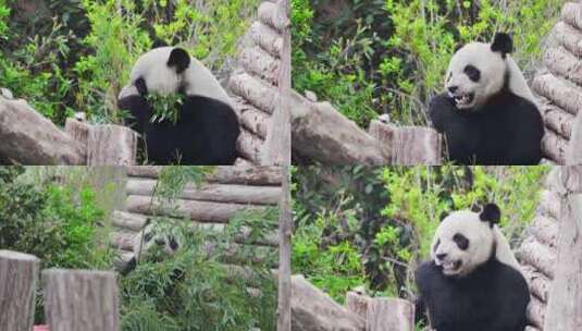 大熊猫  熊猫吃竹子高清在线视频素材下载