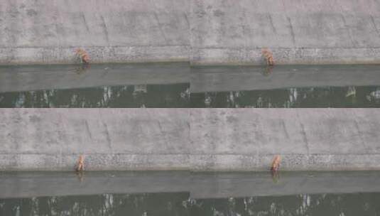一只小狗在河边喝水高清在线视频素材下载