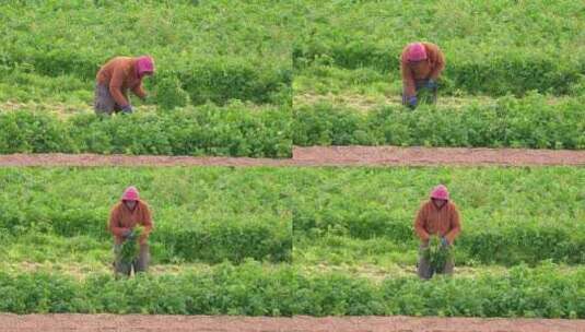 农民或农场工人在农业种植园采摘香菜或茴香高清在线视频素材下载
