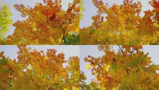 美丽的秋天风景在天空中高清在线视频素材下载