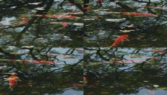 古风意境水池中鱼游和树林倒影高清在线视频素材下载