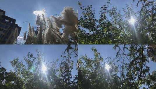 阳光透过树枝树叶阳光透过芦苇高清在线视频素材下载