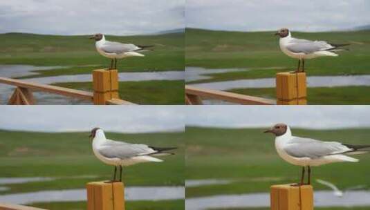 新疆巴音布鲁克天鹅湖的海鸥高清在线视频素材下载