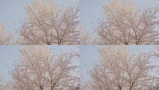 春天樱花树高清在线视频素材下载