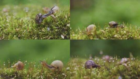 微观蜗牛苔藓自然绿色生命高清在线视频素材下载
