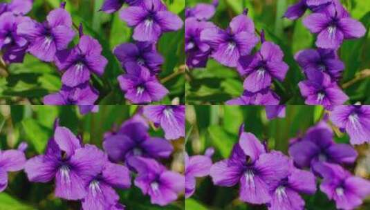 野花紫色春天高清在线视频素材下载