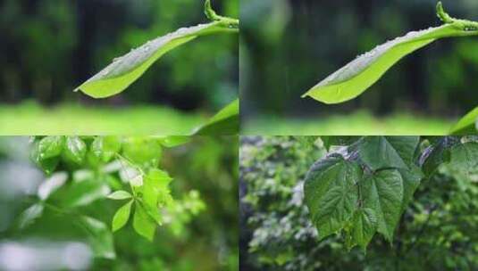 阳光植物希望森林树林树大自然高清在线视频素材下载