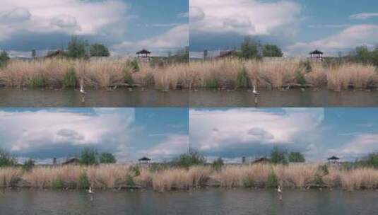 大自然 蓝天白云 芦苇 湖 风光高清在线视频素材下载