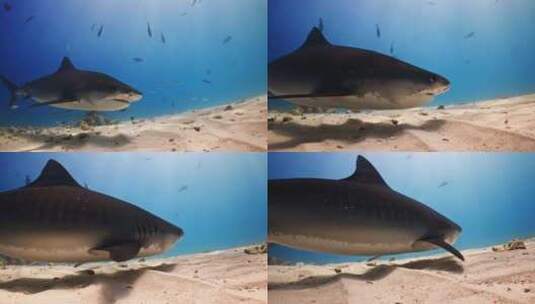 海底鲨鱼高清在线视频素材下载