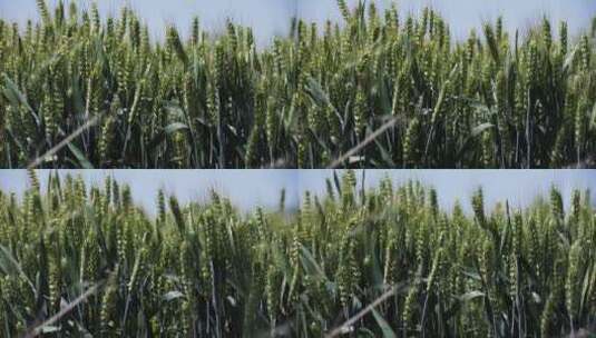 风吹小麦近景高清在线视频素材下载