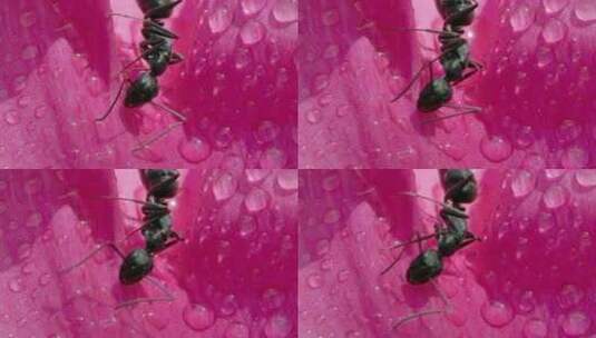 谷雨，阳光下的蚂蚁在花瓣上爬行高清在线视频素材下载