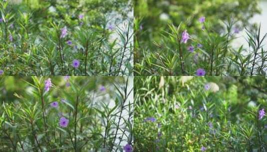 4K花花草草空境（慢镜头）高清在线视频素材下载