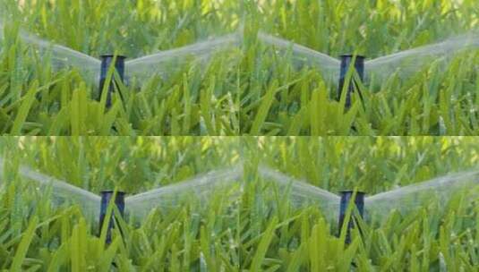 草地自动浇灌系统高清在线视频素材下载