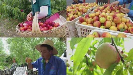 油桃产地 油桃种植 油桃成熟高清在线视频素材下载