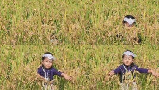 女孩在稻田中玩耍高清在线视频素材下载