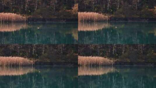 湖，水，倒影，森林高清在线视频素材下载