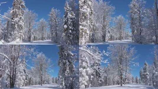 冬日晴天树林森林积雪白茫茫一片高清在线视频素材下载