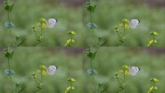 菜园，油菜花上的蝴蝶高清在线视频素材下载