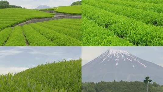 4K茶园茶庄采茶茶道广告宣传企业高清在线视频素材下载