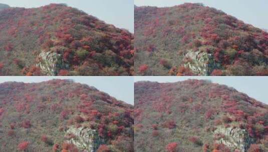 秋季的红叶航拍4K视频高清在线视频素材下载