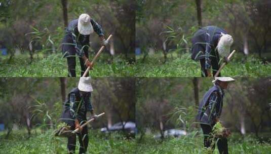 园林种植-工人移栽金菊高清在线视频素材下载