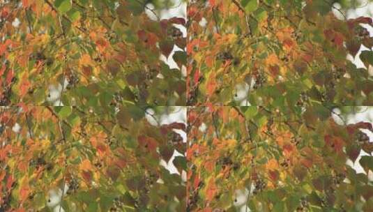 深秋时节的黄栌红叶高清在线视频素材下载