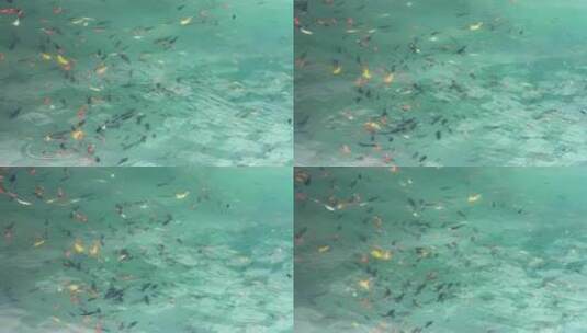 济南五龙潭景区，秋季树叶金黄观赏鱼高清在线视频素材下载
