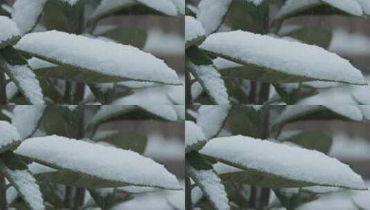 树叶积雪慢镜头4K实拍空镜高清在线视频素材下载