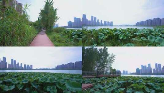 武汉江夏区汤逊湖壹号湿地公园4K视频合集高清在线视频素材下载