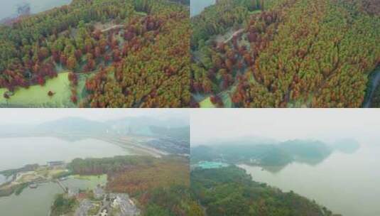 杭州市临安青山湖水上森林秋色航拍合集高清在线视频素材下载