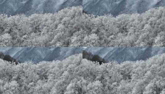 航拍湖北神农架原始森林群山冬季雪景雪松高清在线视频素材下载