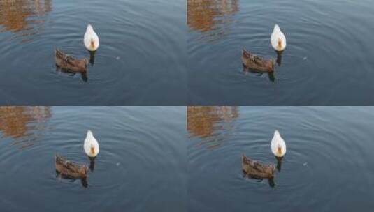 湖里游泳的鸭子高清在线视频素材下载