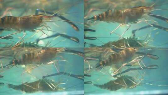 水里游动的虾高清在线视频素材下载