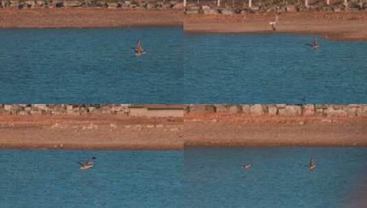 两只豆雁湖面上飞翔慢动作高清在线视频素材下载