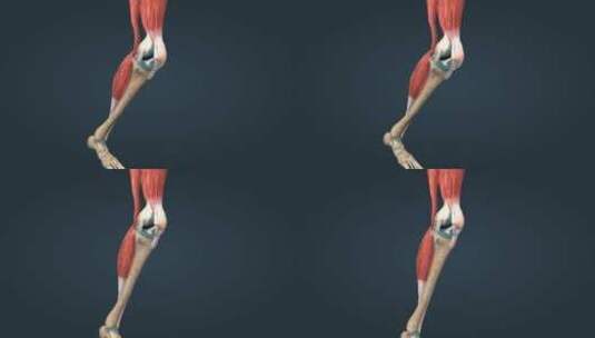 膝关节韧带关节囊关节炎疾病三维动画高清在线视频素材下载