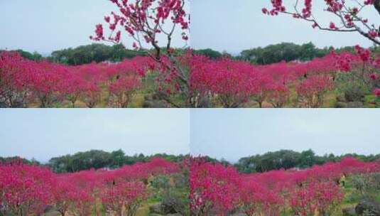 桃花林 树林 春暖花开 桃花坞 桃花园高清在线视频素材下载