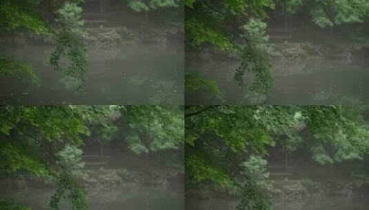 杭州虎跑 雾天水边亭子前的绿色枫树叶高清在线视频素材下载