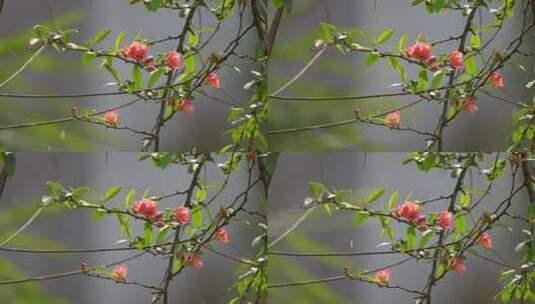 春雨中的红色小花高清在线视频素材下载