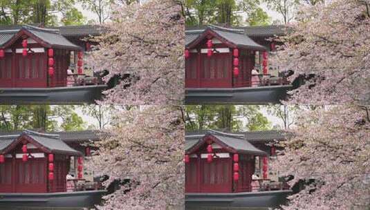 武汉春天樱花树下弹奏古琴的古风女子高清在线视频素材下载