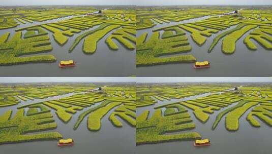 原创江苏泰州兴化千垛景区水上油菜花风光高清在线视频素材下载