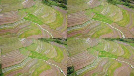 热带稻田航拍。农业。印尼自然。高清在线视频素材下载