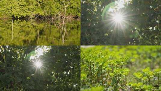 春末夏初植物树木绿油油实拍高清在线视频素材下载