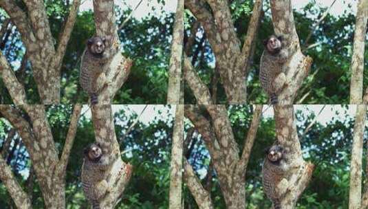 树上的成年猕猴四处张望高清在线视频素材下载