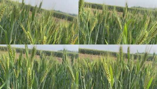 微风吹拂的小麦植物高清在线视频素材下载